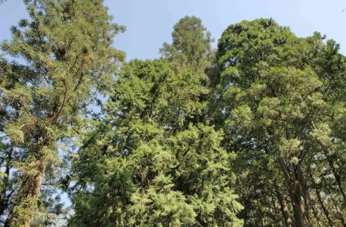 肖楠木好處 肖楠木好處