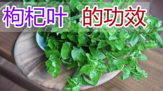 枸杞葉食譜 枸杞葉食譜