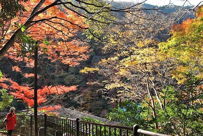 箱根自然風光 箱根自然風光