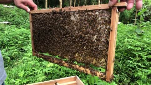 蜂蜜安全 蜂蜜安全