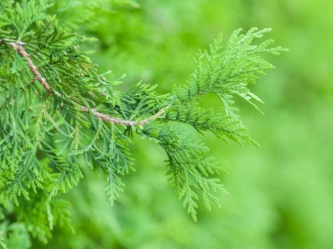 檜木用途 檜木用途