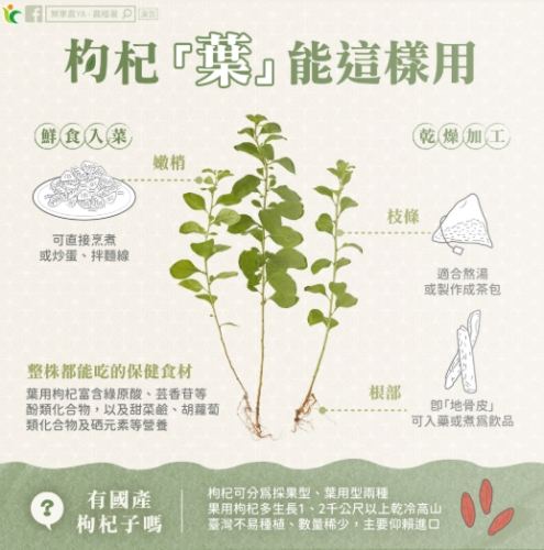 枸杞葉功效 枸杞葉功效