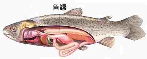 魚鰾料理方法 魚鰾料理方法