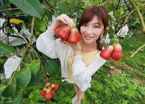 蓮霧過量副作用 蓮霧過量副作用