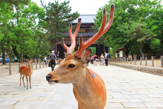 奈良公園旅遊 奈良公園旅遊