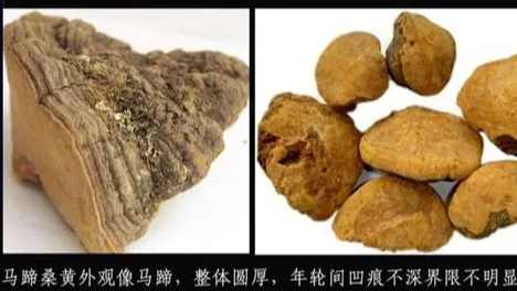 馬蹄桑黃價格 馬蹄桑黃價格