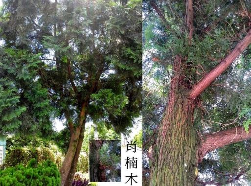 肖楠木價格