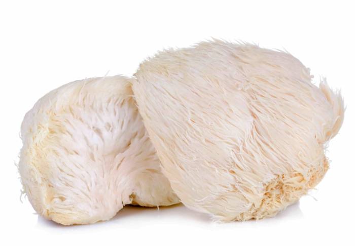 獅鬃菇好處 獅鬃菇好處