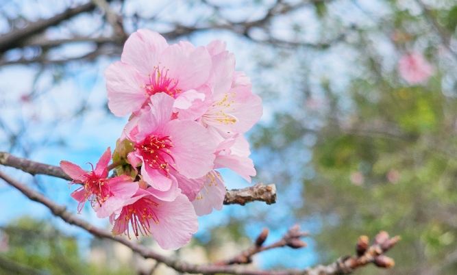 櫻花開花時間 櫻花開花時間
