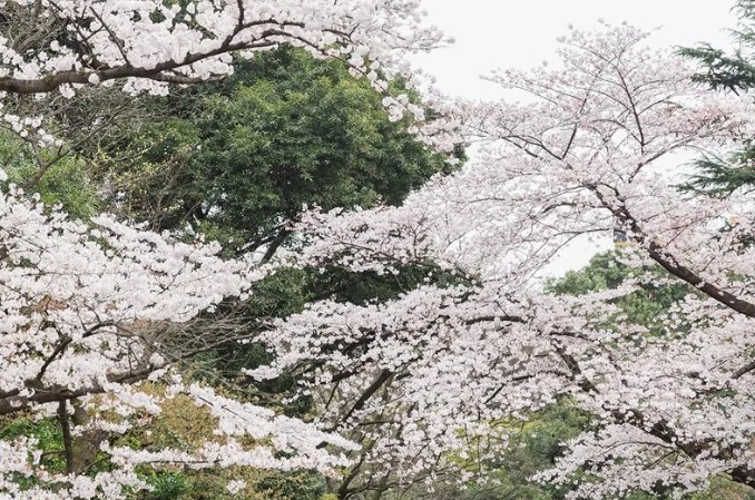 東京櫻花名所 東京櫻花名所