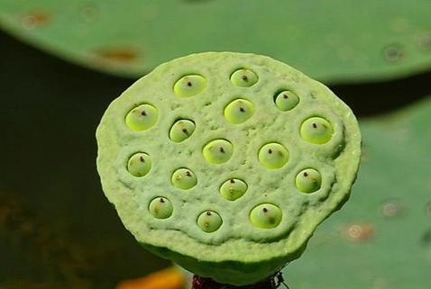 蓮子心中毒 蓮子心中毒