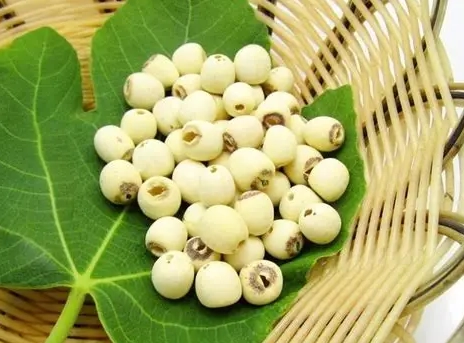 蓮子心毒性 蓮子心毒性