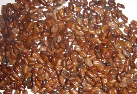 決明子茶好處 決明子茶好處