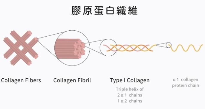 膠原蛋白保養品 膠原蛋白保養品
