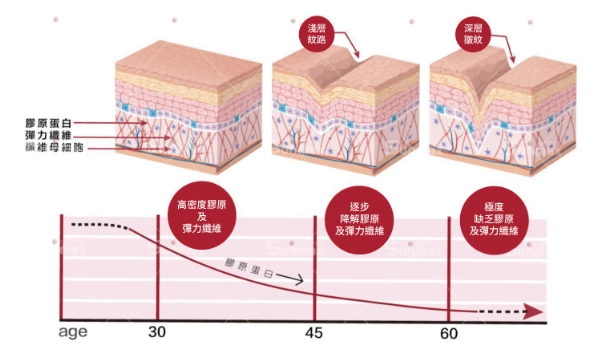 膠原蛋白補充方法 膠原蛋白補充方法