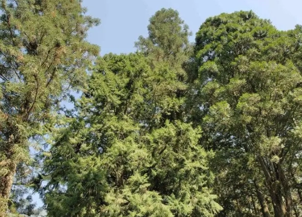 肖楠樹 種植方法 肖楠樹 種植方法