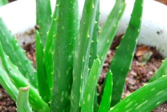 芦荟消炎 芦荟消炎