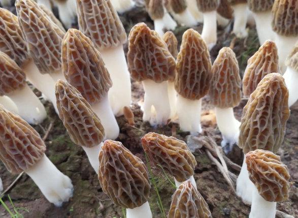 羊肚菌功效 羊肚菌功效