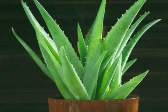 芦荟消炎 芦荟消炎