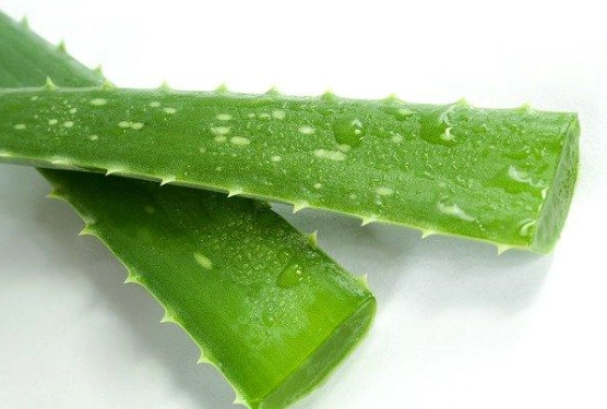 蘆薈副作用 蘆薈副作用
