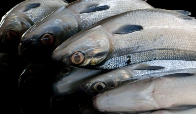 蝨目魚禁忌 蝨目魚禁忌