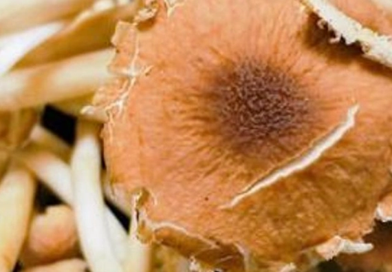 菇類食物相剋