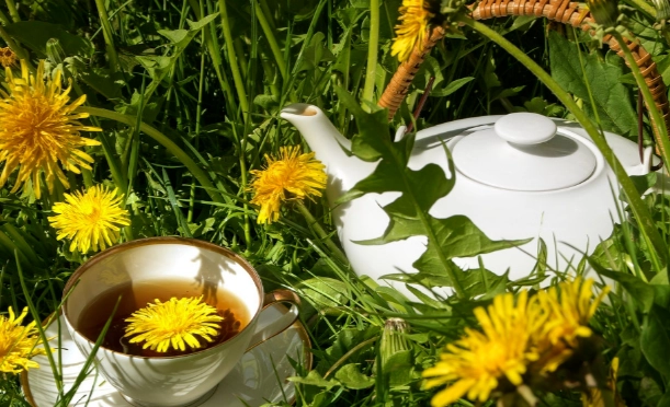 蒲公英茶饮用量 蒲公英茶饮用量