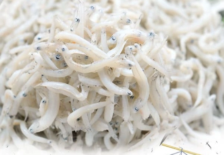 吻仔魚卡路里 吻仔魚卡路里