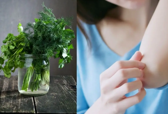 芫茜過敏 芫茜過敏