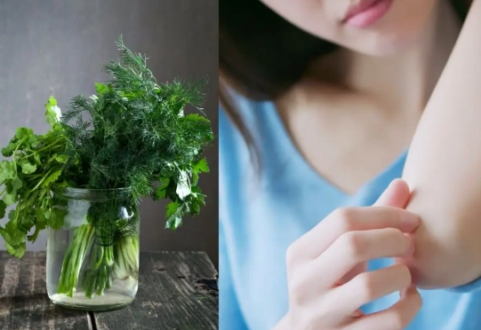 香菜食用禁忌 香菜食用禁忌