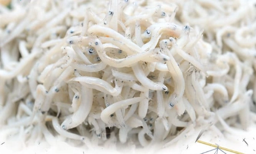 吻仔魚營養價值 吻仔魚營養價值
