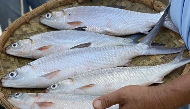 蝨目魚功效 蝨目魚功效