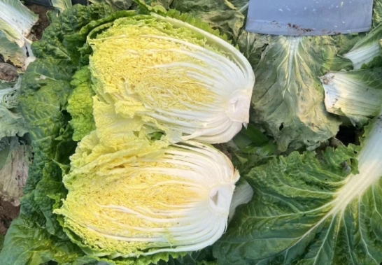 濕熱烹飪法 濕熱烹飪法