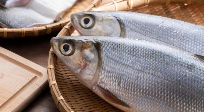 蝨目魚禁忌 蝨目魚禁忌
