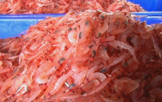 櫻花蝦食用風險 櫻花蝦食用風險