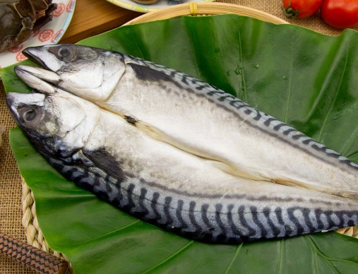 鯖魚營養價值 鯖魚營養價值