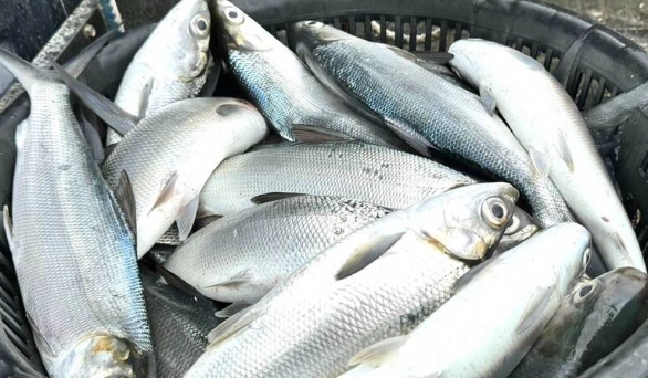 虱目魚健康風險 虱目魚健康風險