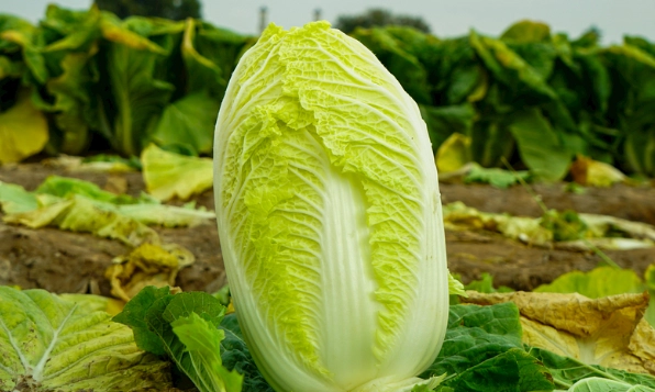 娃娃菜料理 娃娃菜料理