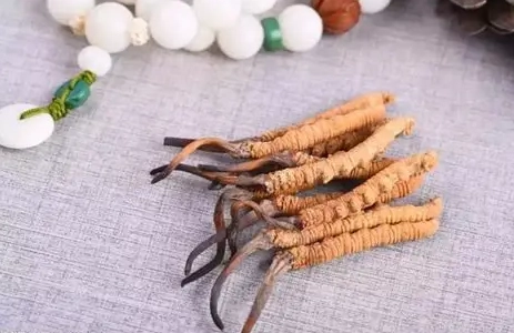 冬蟲夏草用量 冬蟲夏草用量