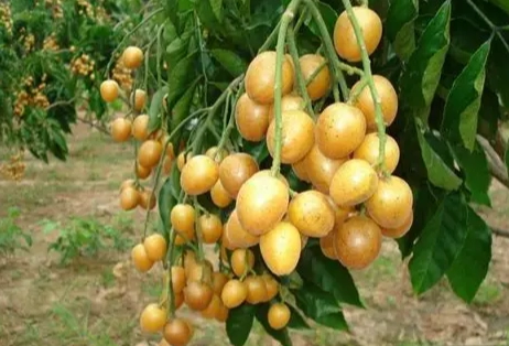 黃皮咳功效