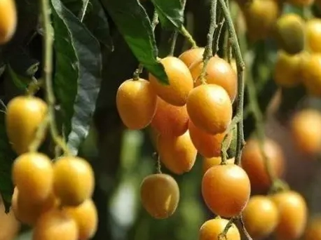 黃皮果功效
