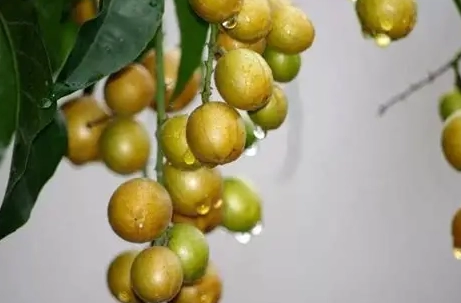 黃皮果功效