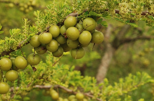 油甘子茶包推薦 油甘子茶包推薦