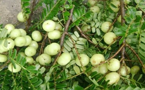 油甘果食用方法 油甘果食用方法