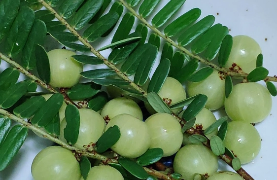 油甘子湯功效 油甘子湯功效
