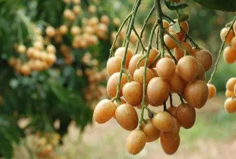 黃皮果食用方法