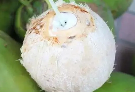 椰青水危害