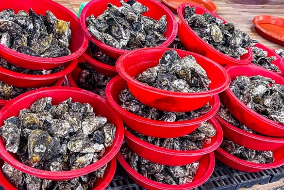 鮮蚵道地美食 鮮蚵道地美食