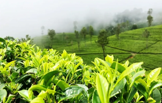 綠茶壞處