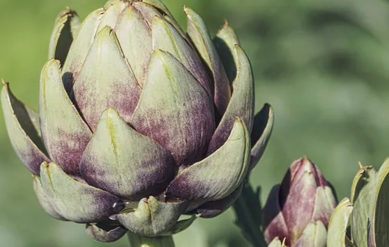 洋薊膠囊好處 洋薊膠囊好處